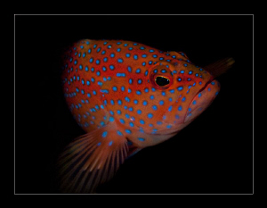 Coral Rock cod. by Charles Wright 